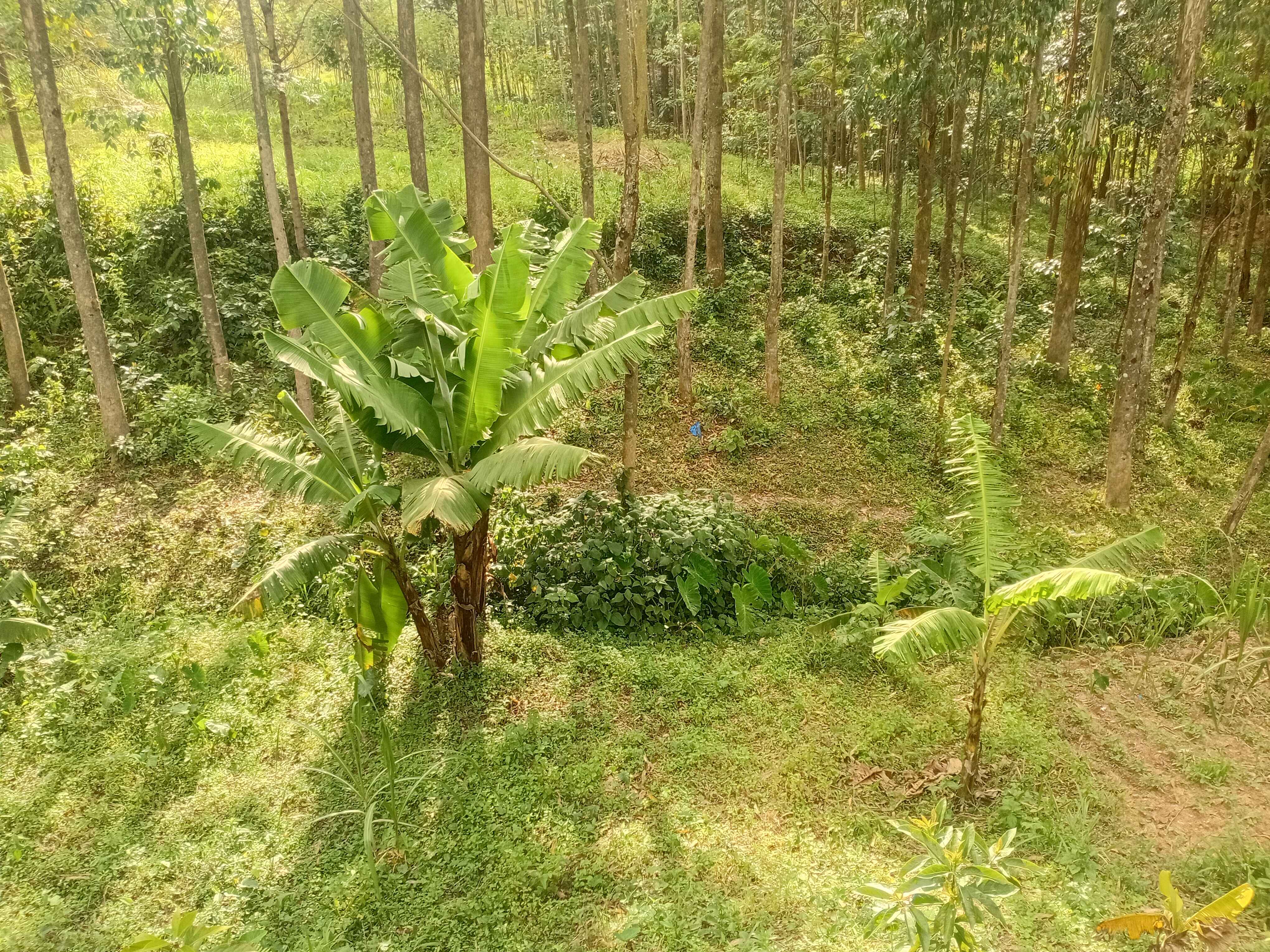 Kakamega Township Plot