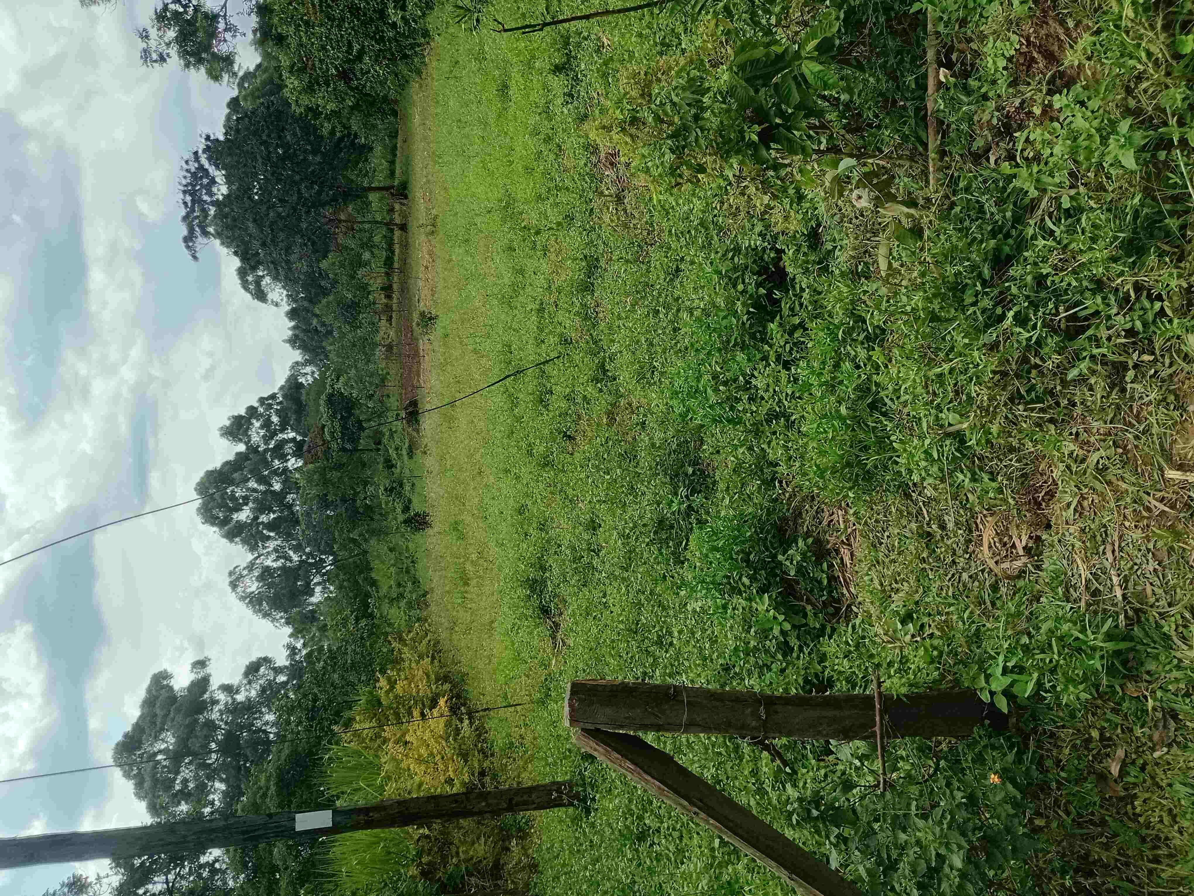 Kisumu Investment Plots