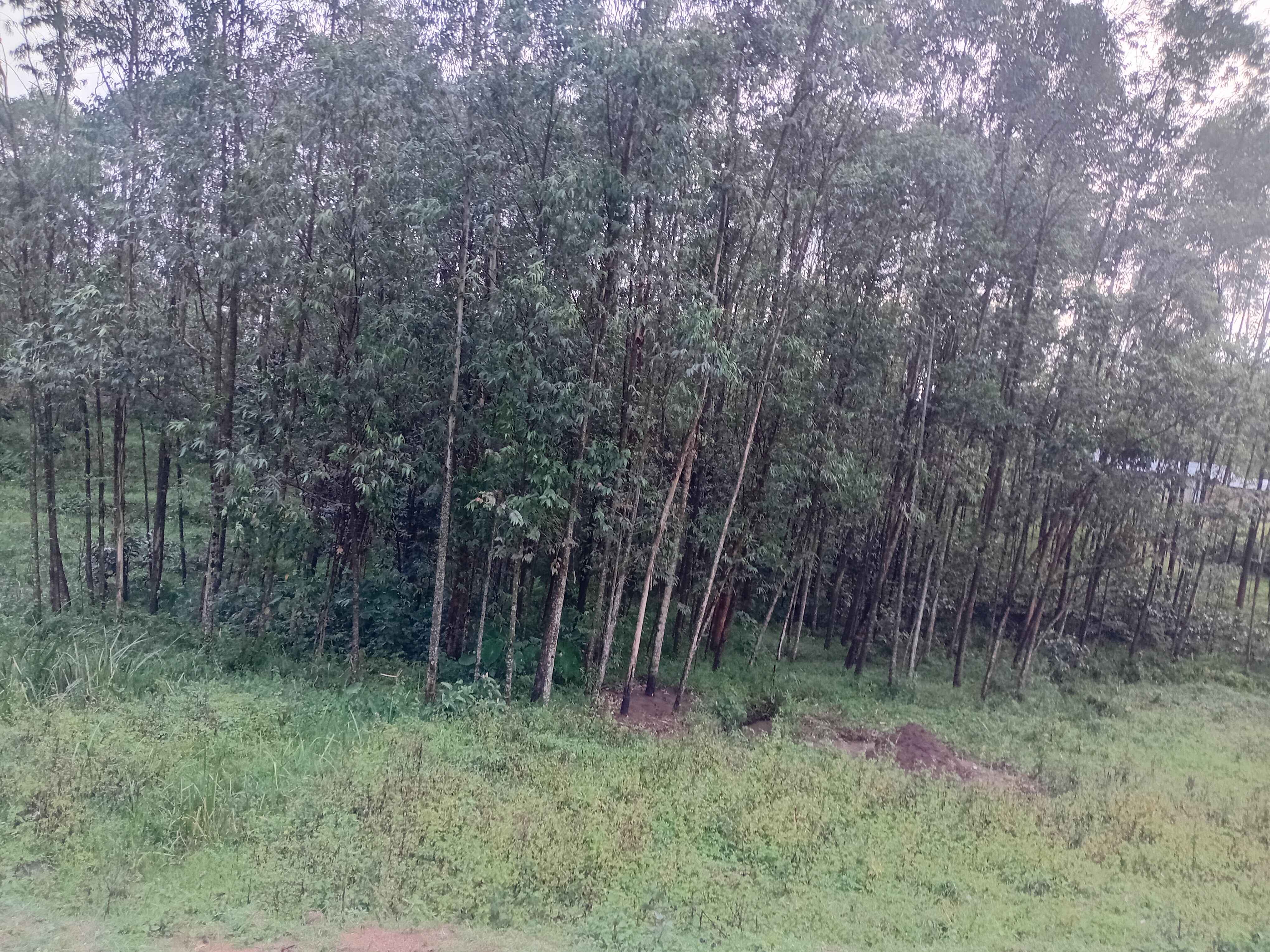 Kitale Farmland