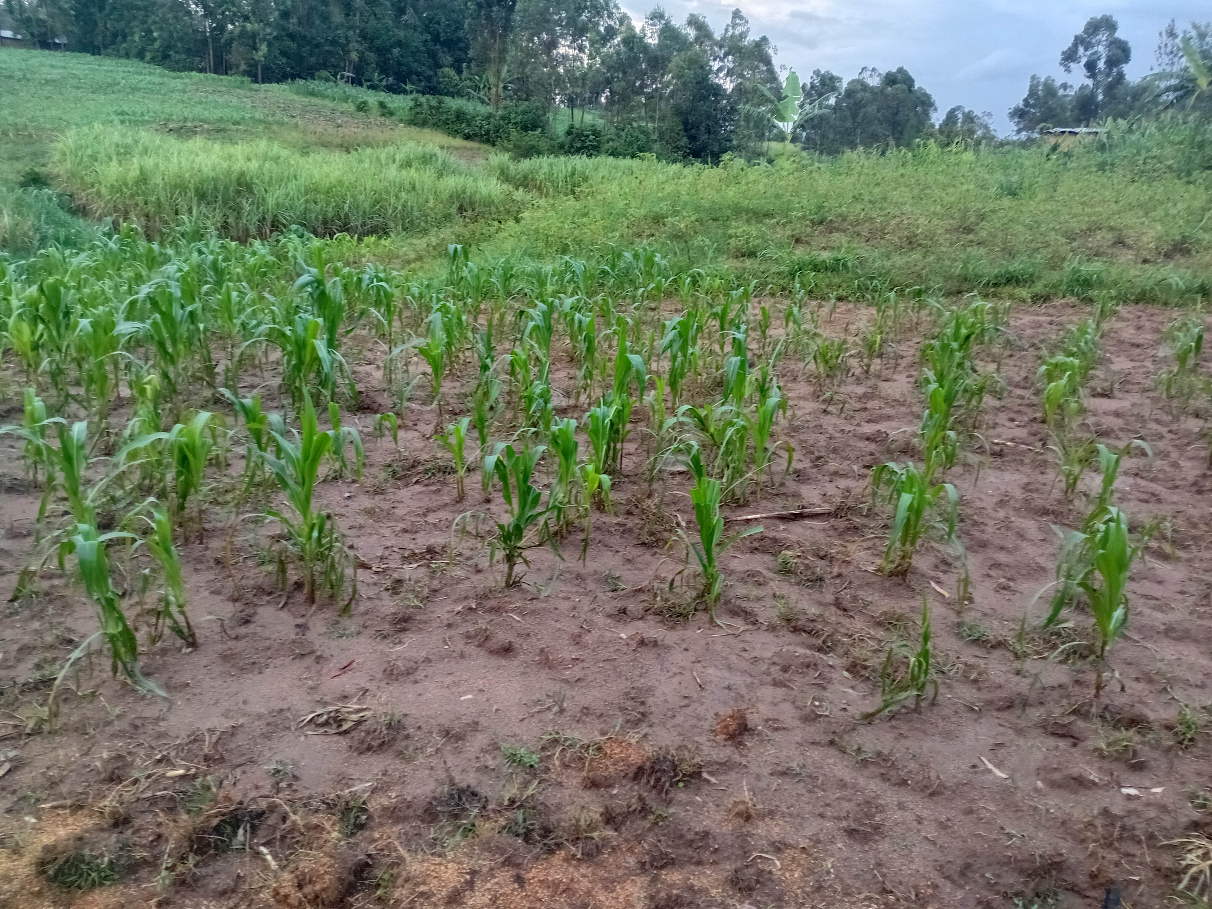 Kitale Agricultural Land